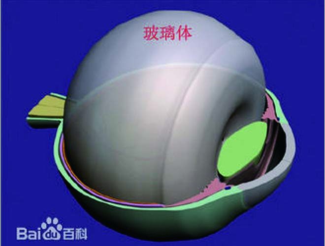 玻璃体2.jpg
