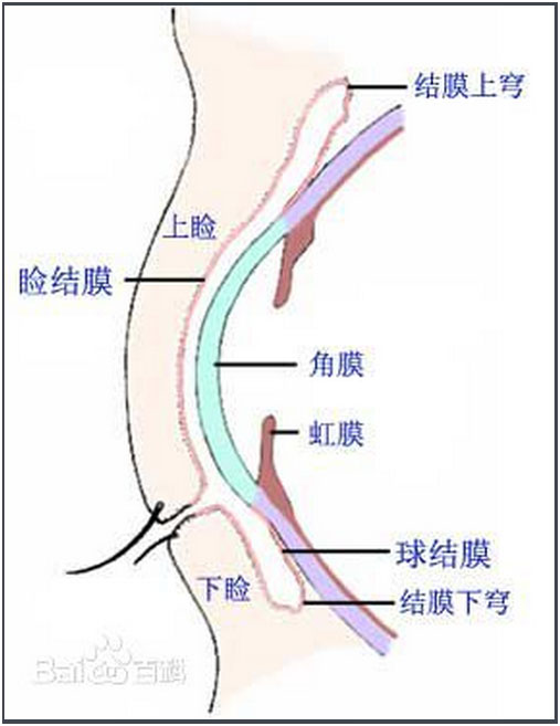 结膜1.jpg