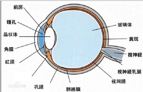 角膜.jpg